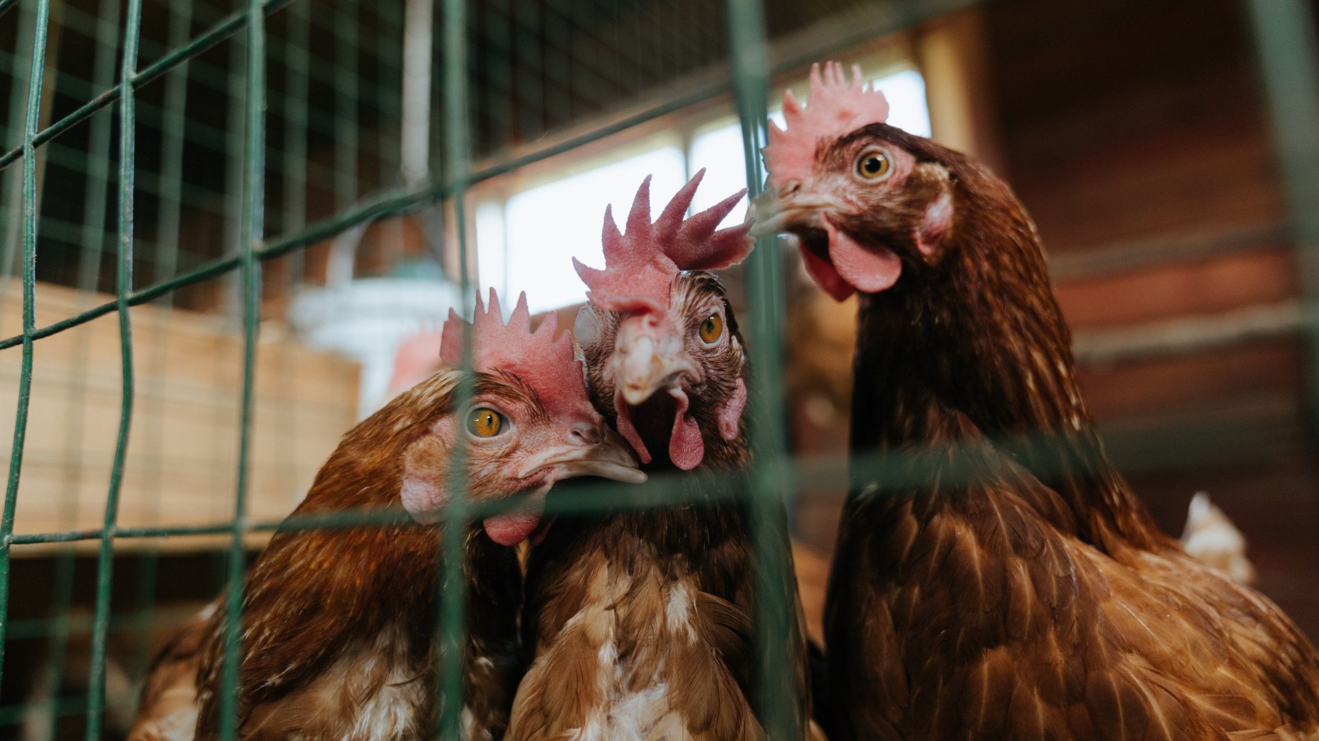 当颠覆成为秩序,从马里奇迹到斯通斯预言