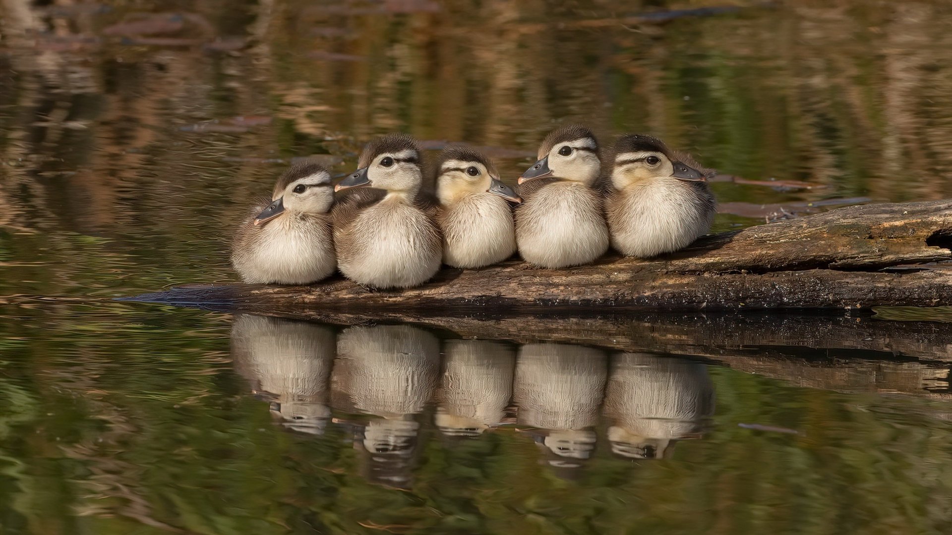 当戈贝尔在太原掀起巴黎铁塔风暴，一场跨越次元壁的生涯之夜