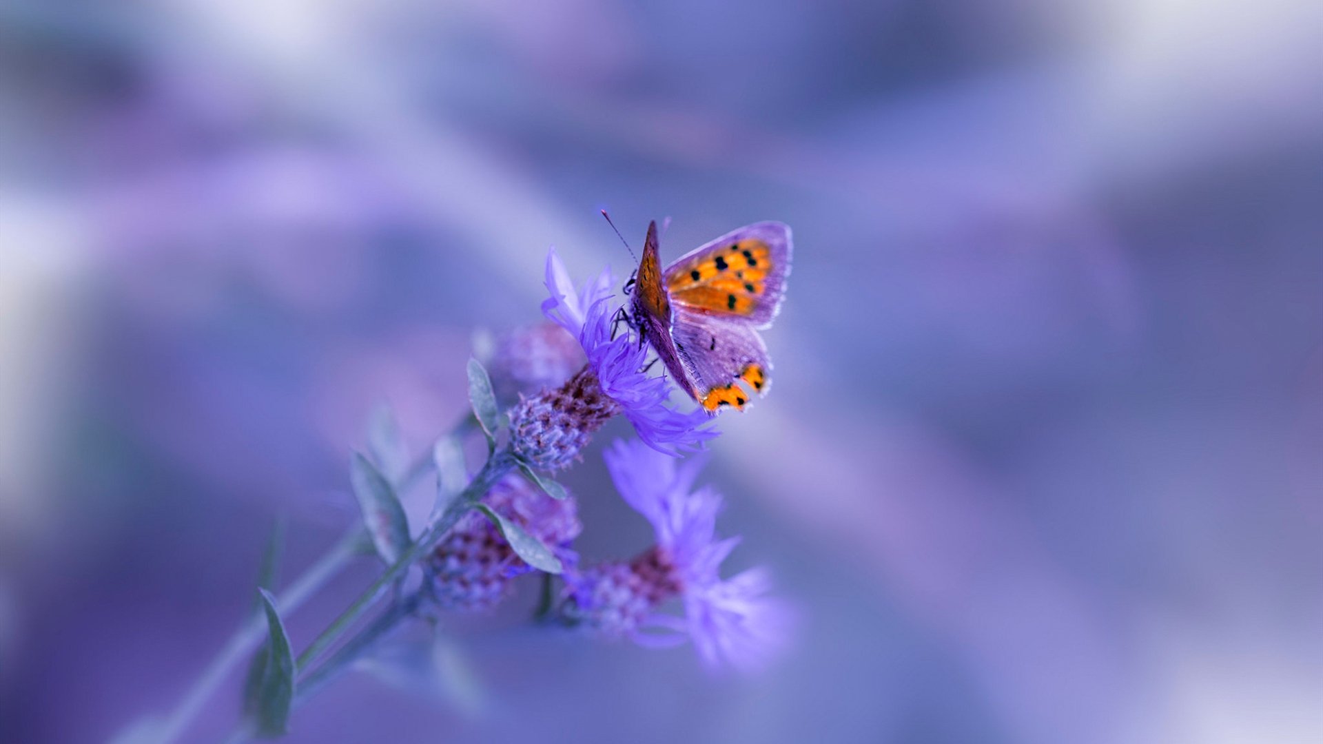 南美狂想曲与沥青赛道上的变奏曲,当智利掀翻巴拉圭,德里赫特在F1街道赛接管比赛