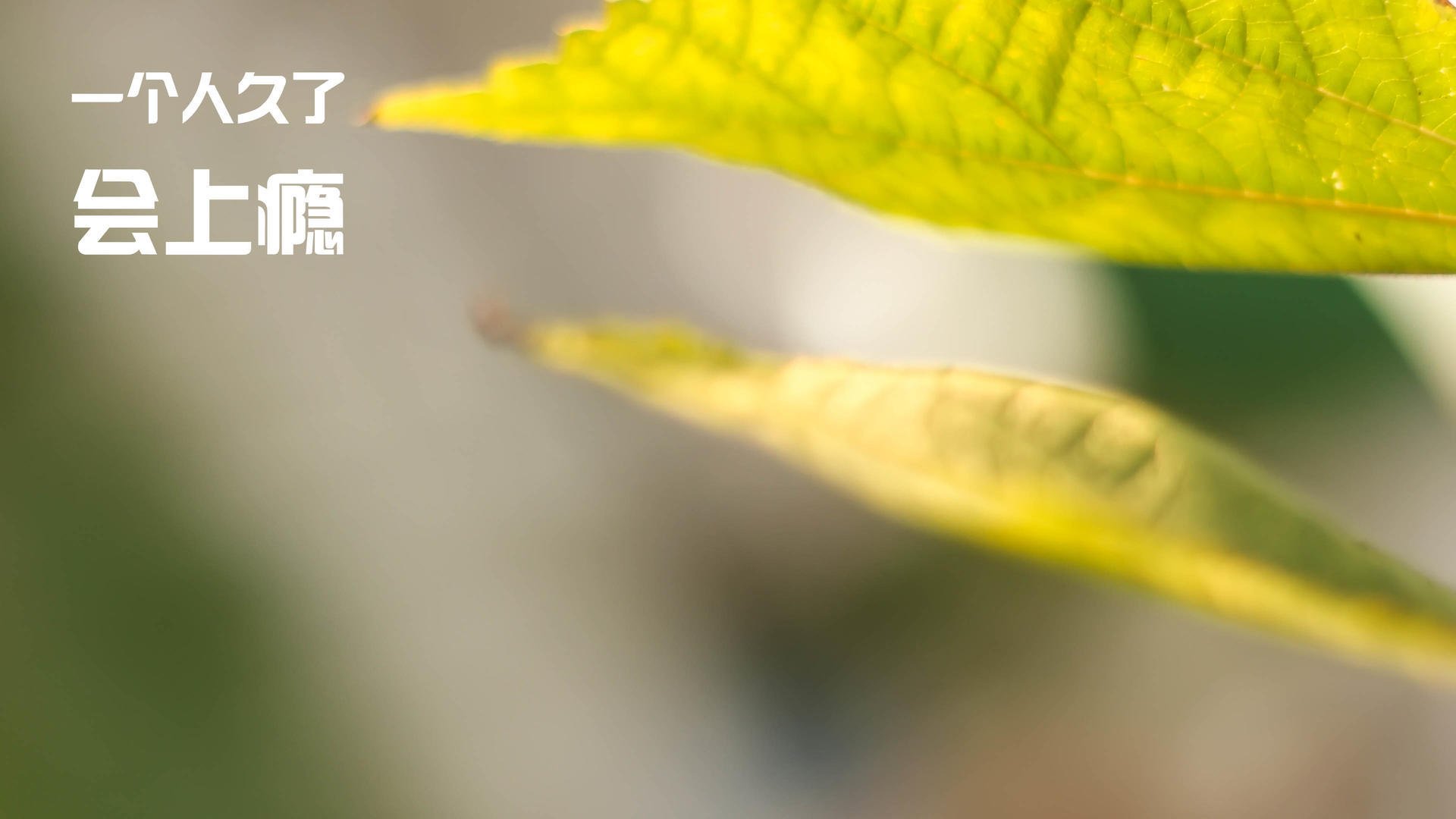 一场不存在的胜利,当基耶萨穿上克罗地亚战袍